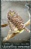 Collared Owlet Taenioptynx brodiei  2013 Owls 