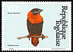 Northern Red Bishop Euplectes franciscanus  1981 Birds 