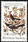 Great-tailed Grackle Quiscalus mexicanus  1985 Audubon 