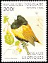 Tricolored Munia Lonchura malacca  1996 Exotic birds 