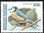 Eurasian Blue Tit Cyanistes caeruleus