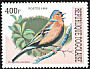 Common Chaffinch Fringilla coelebs  1999 Songbirds 