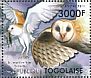 Western Barn Owl Tyto alba