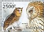 Giant Scops Owl Otus gurneyi  2013 Owls  MS