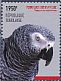 Grey Parrot Psittacus erithacus  2014 Grey Parrot  MS