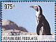 African Penguin Spheniscus demersus