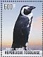 African Penguin Spheniscus demersus