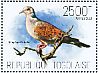 European Turtle Dove Streptopelia turtur  2013 Doves and pigeons  MS