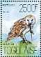 Western Barn Owl Tyto alba