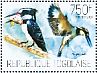 Pied Kingfisher Ceryle rudis  2013 Kingfishers Sheet