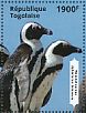 African Penguin Spheniscus demersus  2014 Endangered animals of Africa  MS