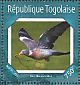 Common Wood Pigeon Columba palumbus  2014 Pigeons Sheet