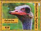 Common Ostrich Struthio camelus  2014 Birds of Africa Sheet