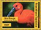 Scarlet Ibis Eudocimus ruber