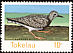 Ruddy Turnstone Arenaria interpres  1977 Birds of Tokelau 