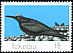 Black Noddy Anous minutus  1977 Birds of Tokelau 