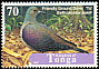 Tongan Ground Dove Pampusana stairi  1998 Birds 