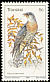 Red-chested Cuckoo Cuculus solitarius  1980 Birds 