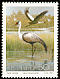Wattled Crane Grus carunculata  1991 Endangered birds 