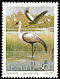 Wattled Crane Grus carunculata