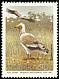 Egyptian Vulture Neophron percnopterus  1991 Endangered birds 