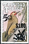 Golden-olive Woodpecker Colaptes rubiginosus