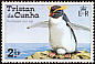 Northern Rockhopper Penguin Eudyptes moseleyi  1974 Rockhopper Penguin 