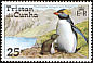 Northern Rockhopper Penguin Eudyptes moseleyi  1974 Rockhopper Penguin 