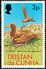 Northern Giant Petrel Macronectes halli  1977 Birds 