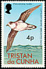 Soft-plumaged Petrel Pterodroma mollis  1977 Birds 