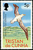 Tristan Albatross Diomedea dabbenena  1977 Birds 