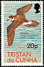 Bermuda Petrel Pterodroma cahow  1977 Birds 