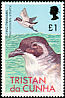 Common Diving Petrel Pelecanoides urinatrix  1977 Birds 