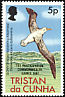 Tristan Albatross Diomedea dabbenena