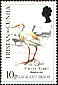 Western Cattle Egret Bubulcus ibis