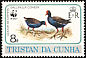 Gough Moorhen Gallinula comeri