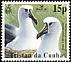 Atlantic Yellow-nosed Albatross Thalassarche chlororhynchos