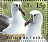 Atlantic Yellow-nosed Albatross  Thalassarche chlororhynchos