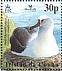 Atlantic Yellow-nosed Albatross  Thalassarche chlororhynchos