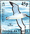 Atlantic Yellow-nosed Albatross  Thalassarche chlororhynchos