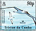 Atlantic Yellow-nosed Albatross Thalassarche chlororhynchos  2003 BirdLife International Sheet, no white frame