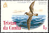 Kerguelen Petrel Aphrodroma brevirostris  2005 Bird definitives 