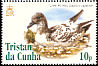 Cape Petrel Daption capense  2005 Bird definitives 