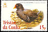 Gough Moorhen Gallinula comeri  2005 Bird definitives 