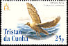 Brown Skua Stercorarius antarcticus  2005 Bird definitives 