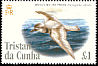 Broad-billed Prion Pachyptila vittata  2005 Bird definitives 