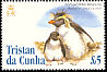 Northern Rockhopper Penguin Eudyptes moseleyi  2005 Bird definitives 