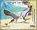 Great Shearwater Ardenna gravis  2007 BirdLife International Sheet