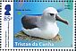 Atlantic Yellow-nosed Albatross Thalassarche chlororhynchos