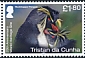 Northern Rockhopper Penguin Eudyptes moseleyi  2020 25th anniversary world heritage site 